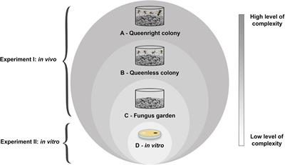 Low Virulence of the Fungi Escovopsis and Escovopsioides to a Leaf-Cutting Ant-Fungus Symbiosis